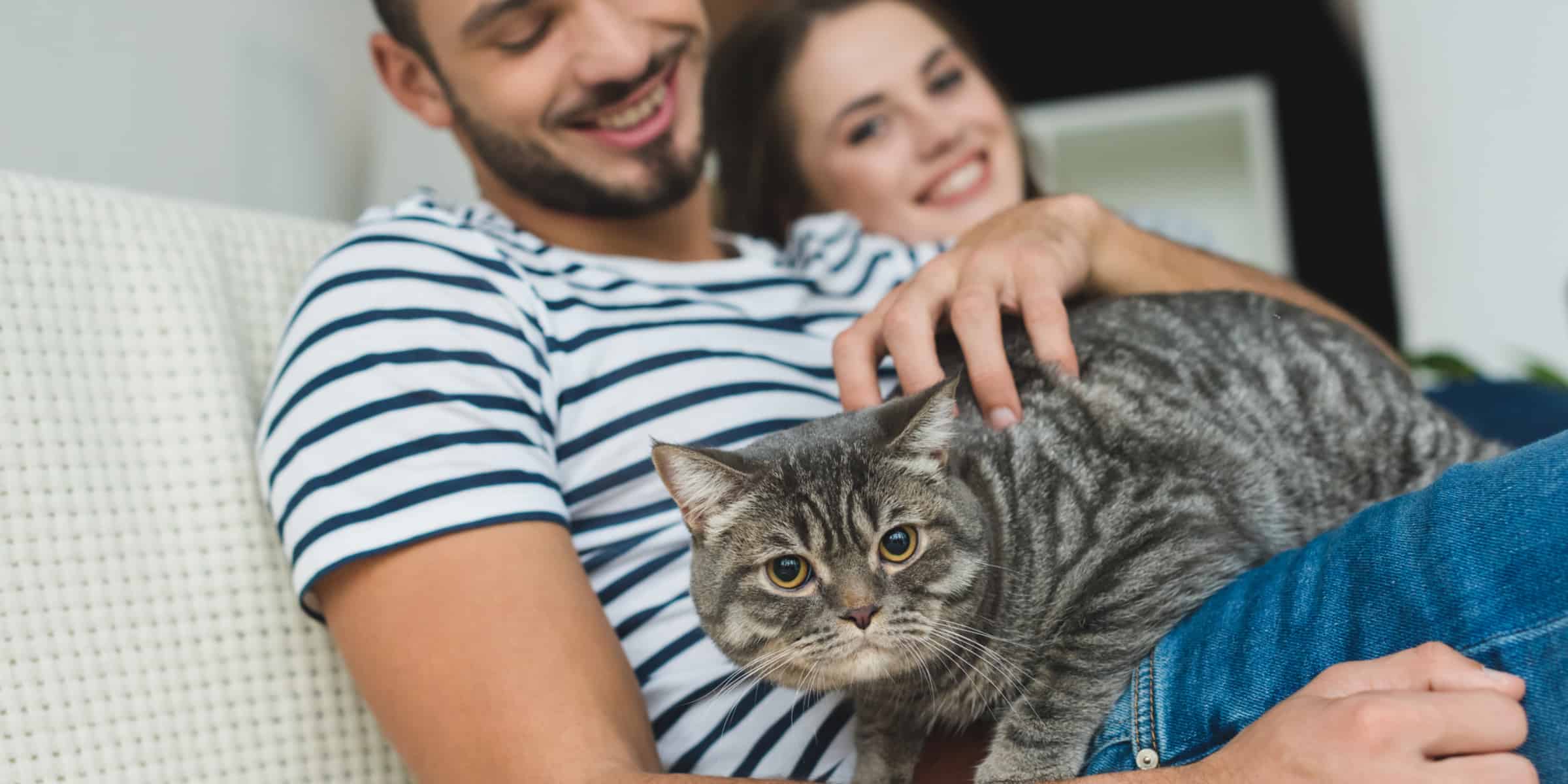 Are Male Cats More Affectionate Than Female Cats?