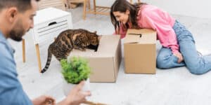 Bengal cat investigating box