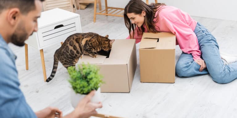 Bengal cat investigating box