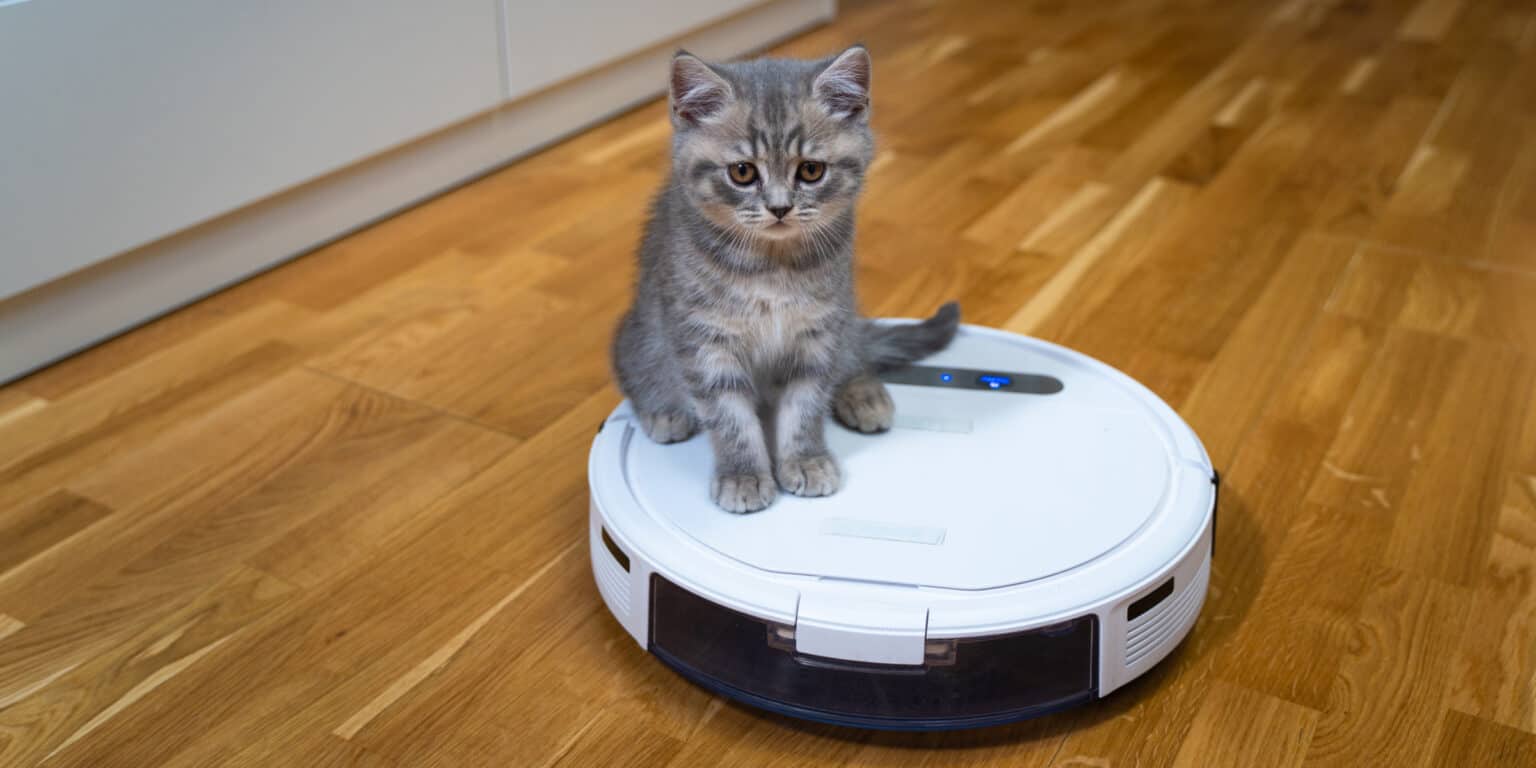 Why Do Cats Ride Roombas?