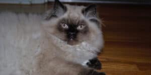 Fat Himalayan Cat