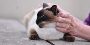 Himalayan Cat being held