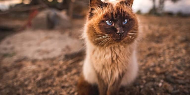 Himalayan Cat outdoors alone