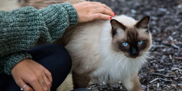 Himalayan Cat outdoors with woman