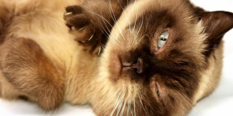 Himalayan cat on side