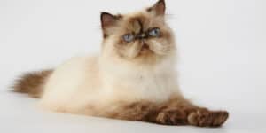 Himalayan cat sat down