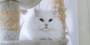 Persian Cats on cat tree