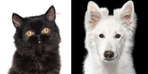 Persian cat and dog