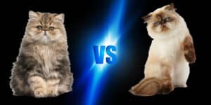 Persian vs Himalayan Cat