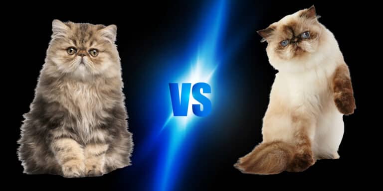 Persian vs Himalayan Cat