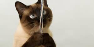 Siamese Cat playing with string