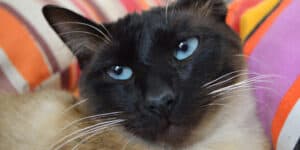 Siamese Cat with black face blue eyes