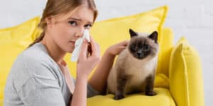 Siamese cat and crying woman