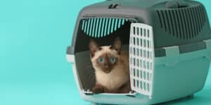 Siamese cat in travel case