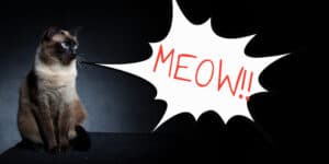 Siamese cat meow
