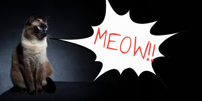 Siamese cat meow