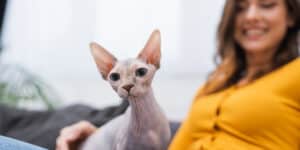 Sphynx Cat and woman