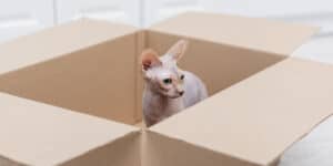 Sphynx Cat in cardboard box
