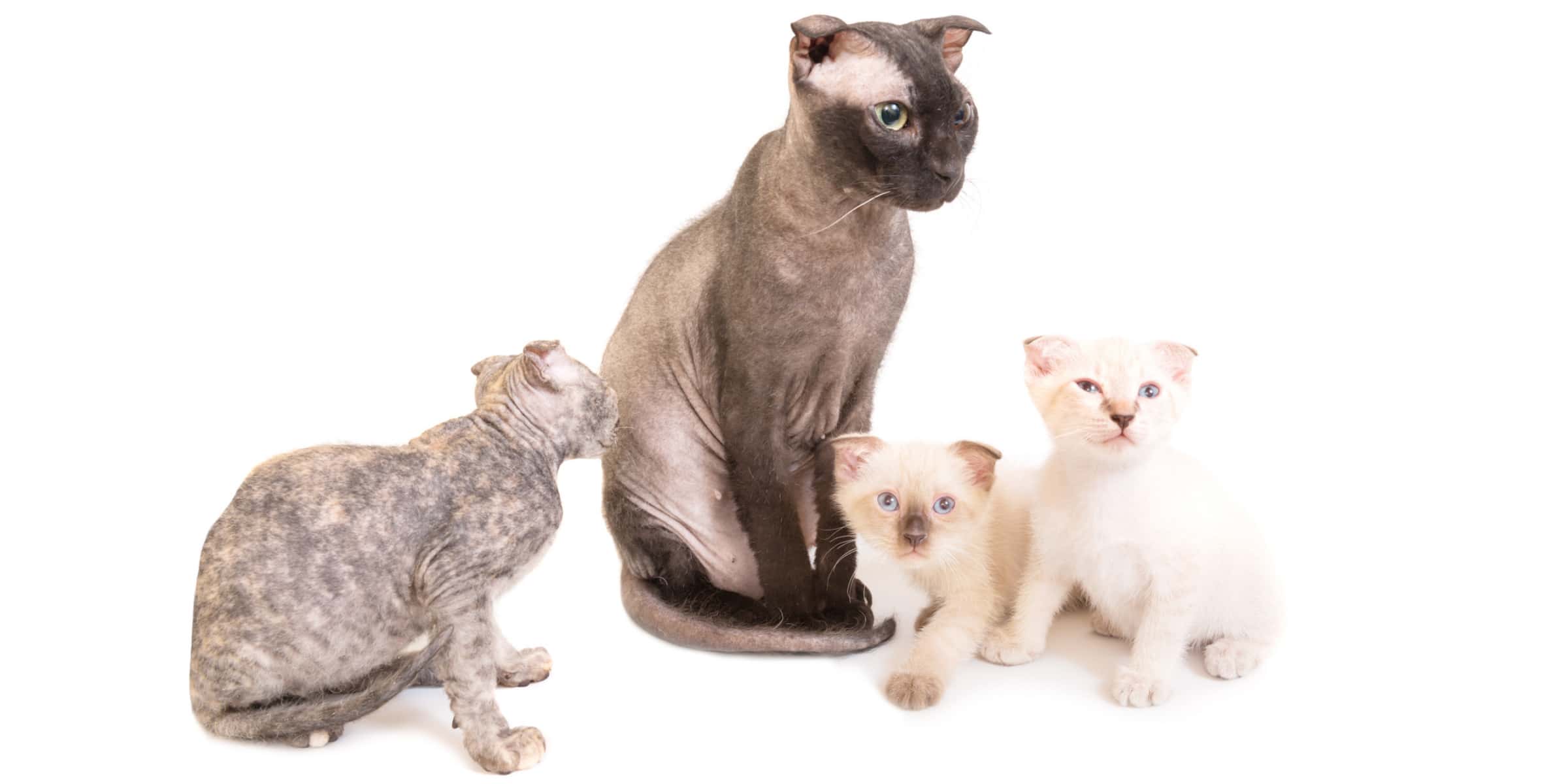 Sphynx cat family