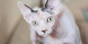 Sphynx cat looking up at camera