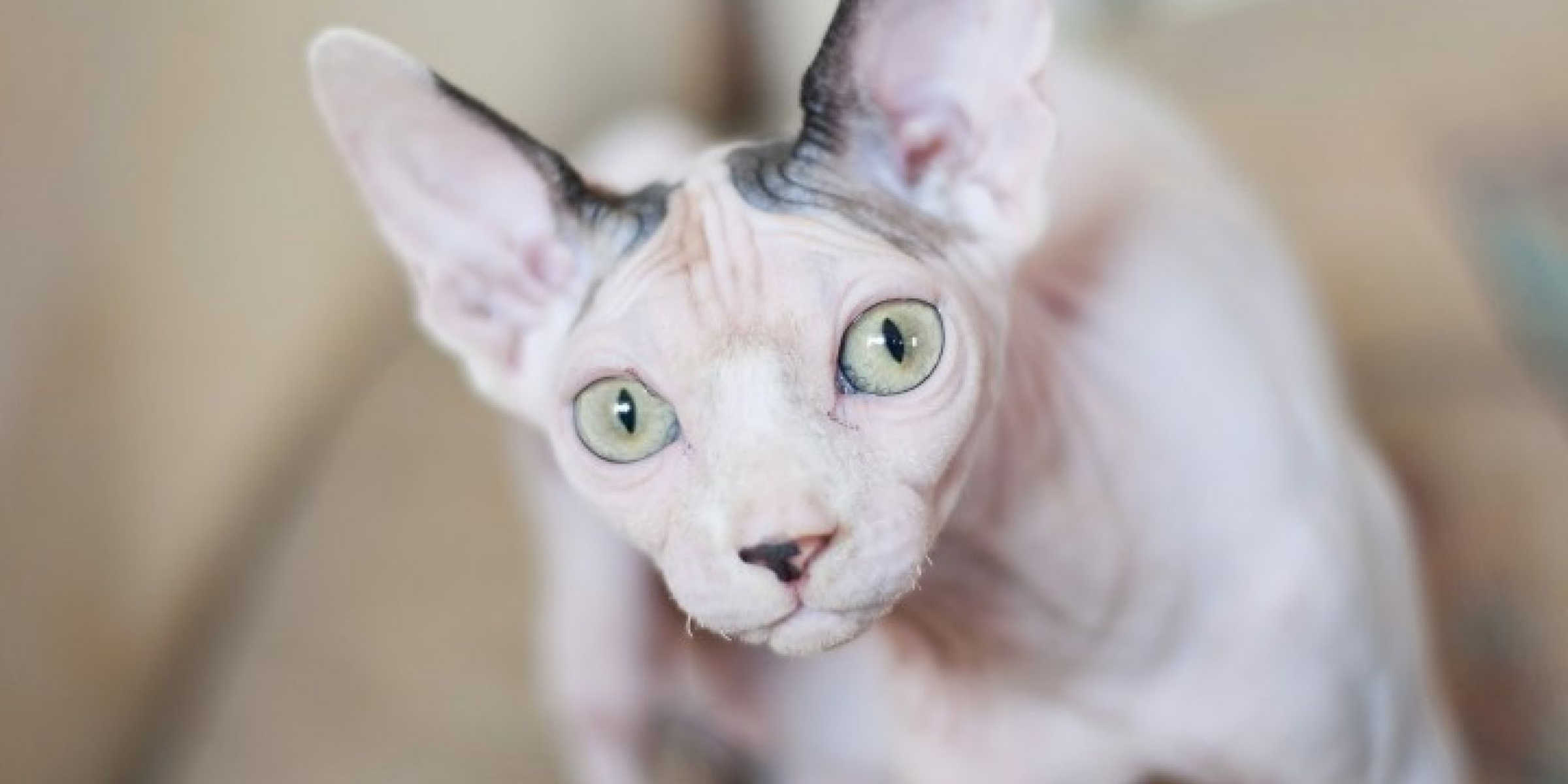 Sphynx cat looking up at camera