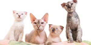 Sphynx cats