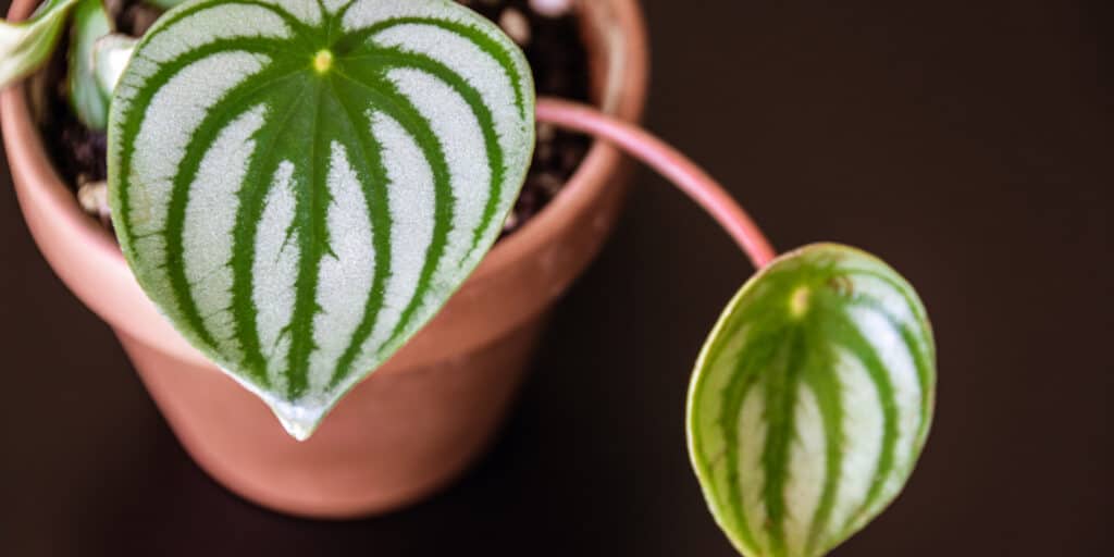 Watermelon Peperomia