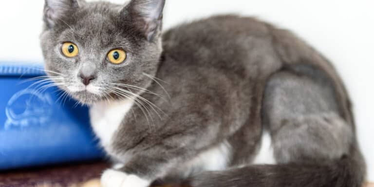 adorable black and white kitten