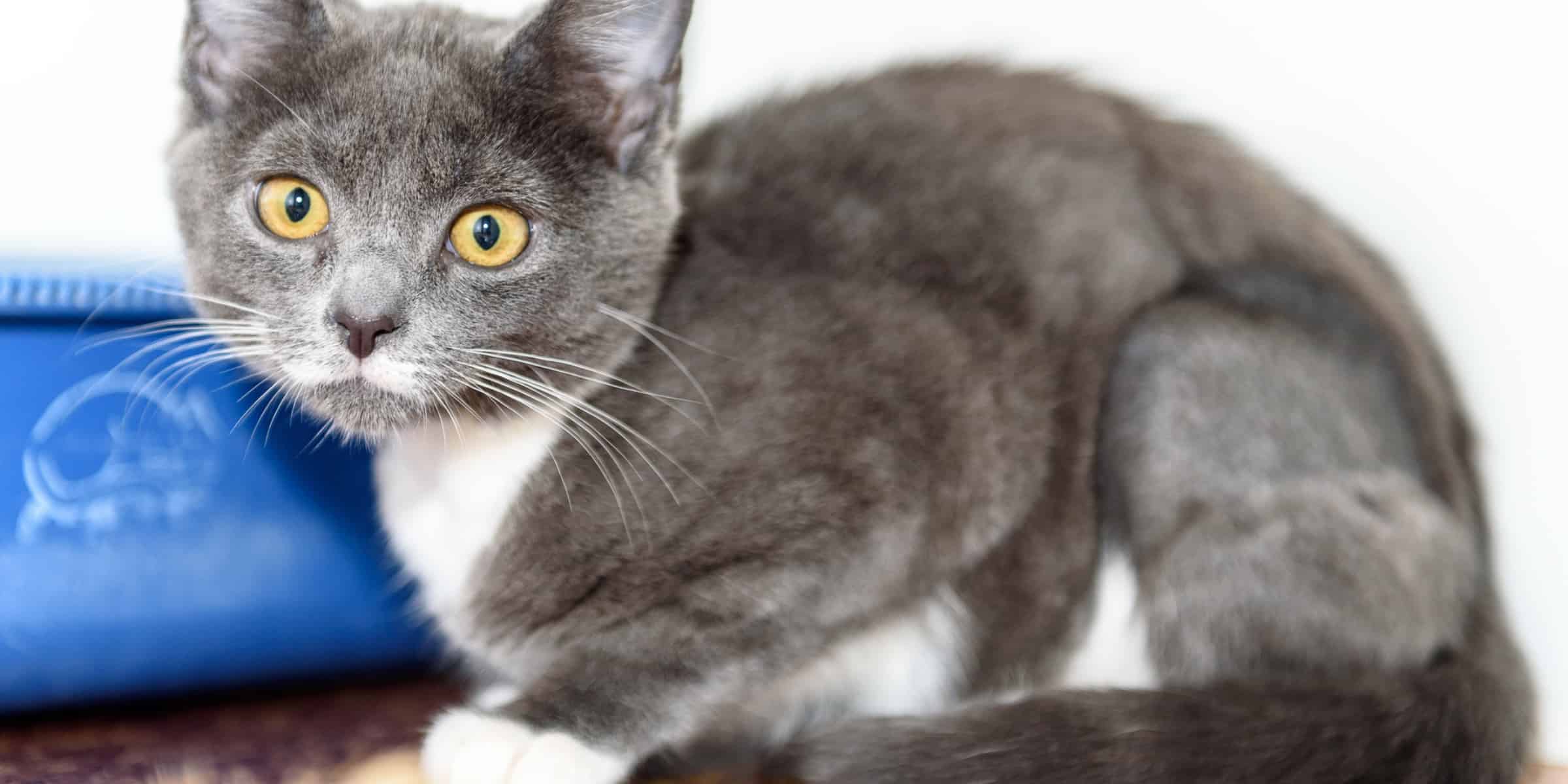 adorable black and white kitten