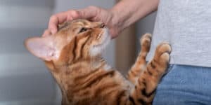 bengal cat Affectionate