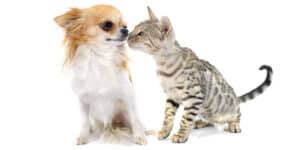 bengal cat Affectionate with dog