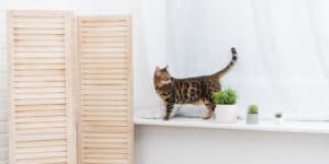 bengal cat indoors