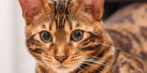 bengal cat looking at camera