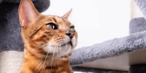 bengal cat next to cat tree
