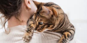 bengal cat opn womans shoulder