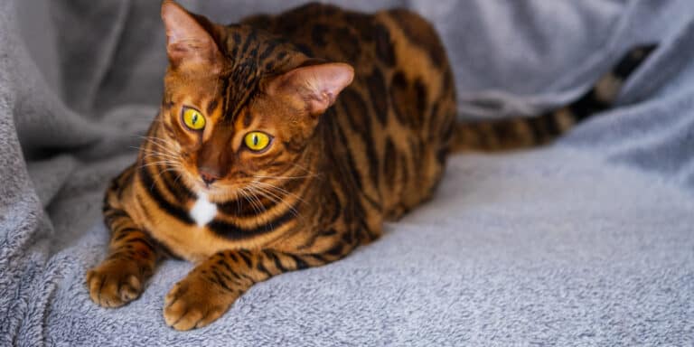 bengal cat sat comfortably