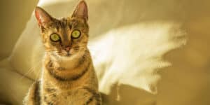 bengal cat sat on yellow sofa