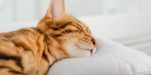 bengal cat sleeping on pillow