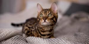 bengal kitten