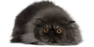 black Persian cat
