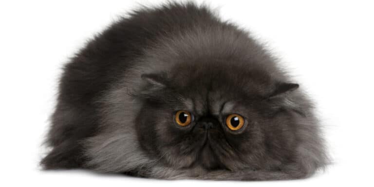 black Persian cat