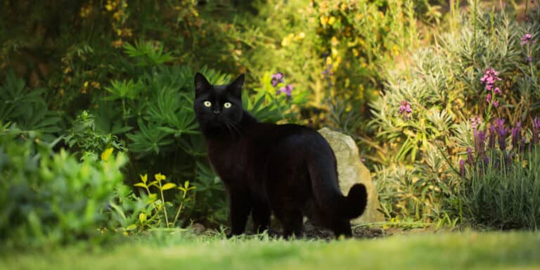 black cat in garden