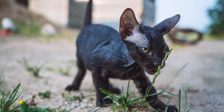 black sphynx cat outdoors