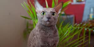 black sphynx cat with green eyes