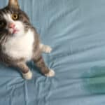 can pee on furniture