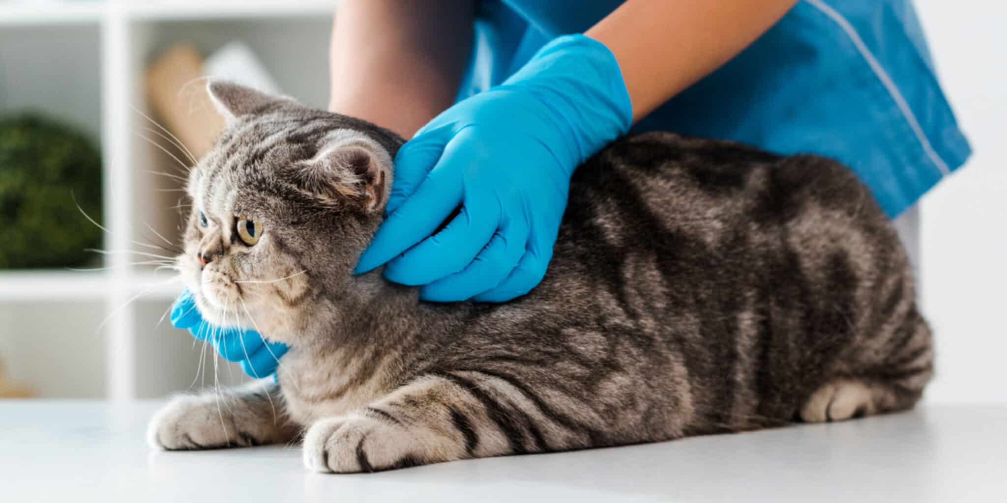 How To Apply Revolution For Cats?