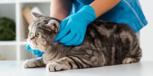 can with vet for checkup