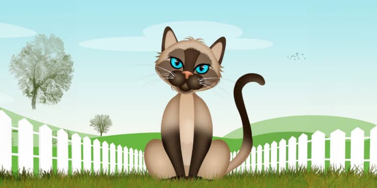 cartoon Siamese Cat