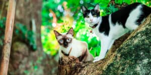 Two siamese cats standing on a tree trunk.