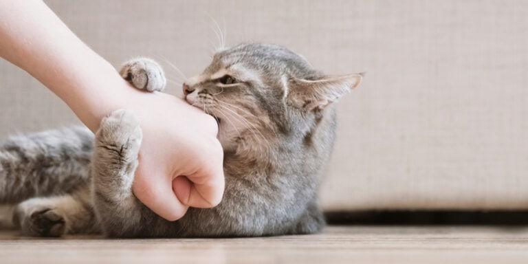 A cat is petting a person's hand on the floor.